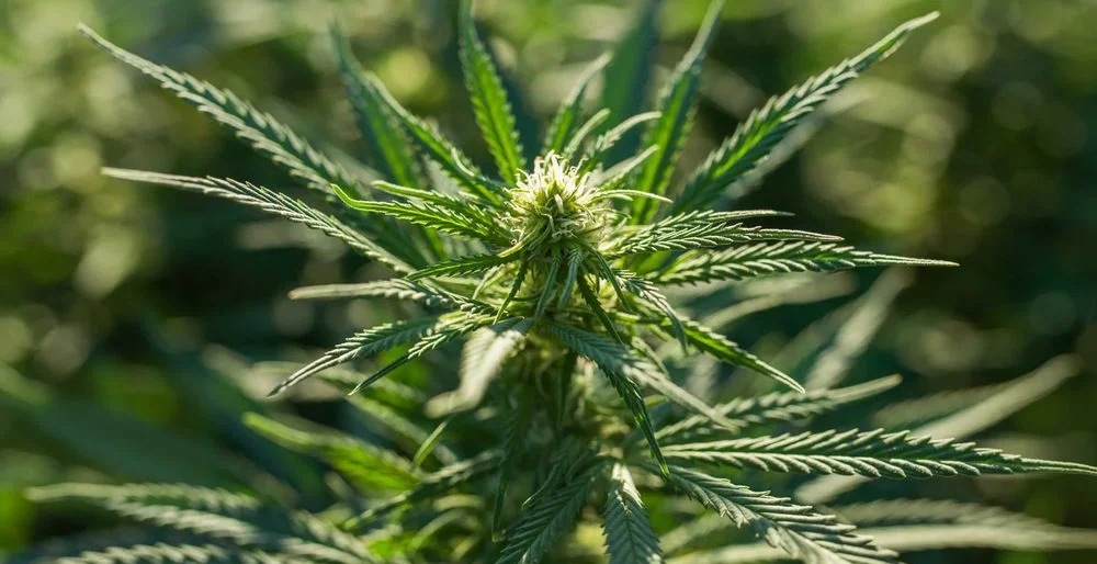CBD Skunk Haze