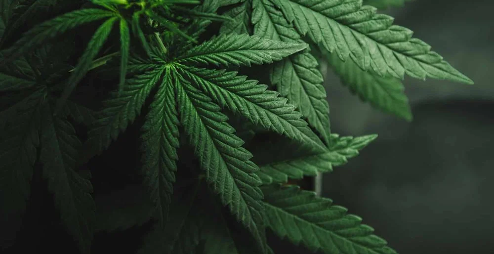Cannabis