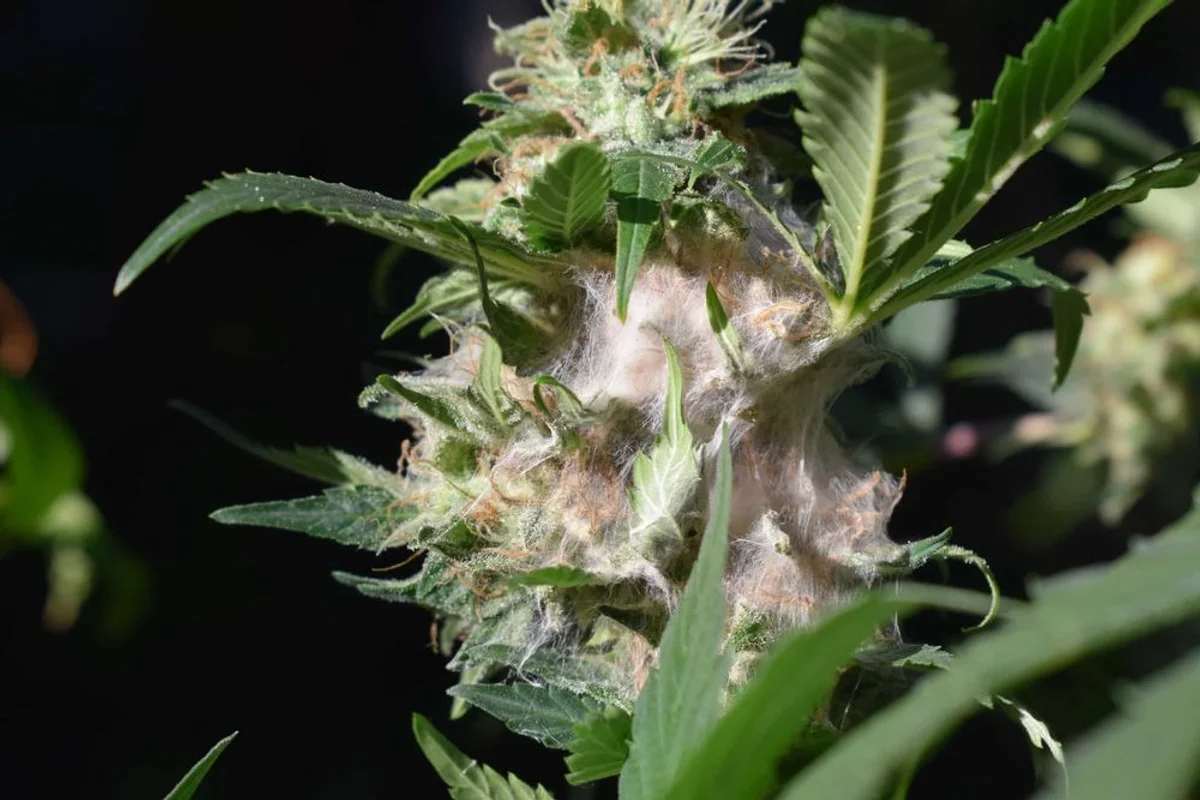 Cannabis Bud Rot
