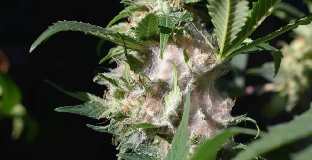 Cannabis Bud Rot