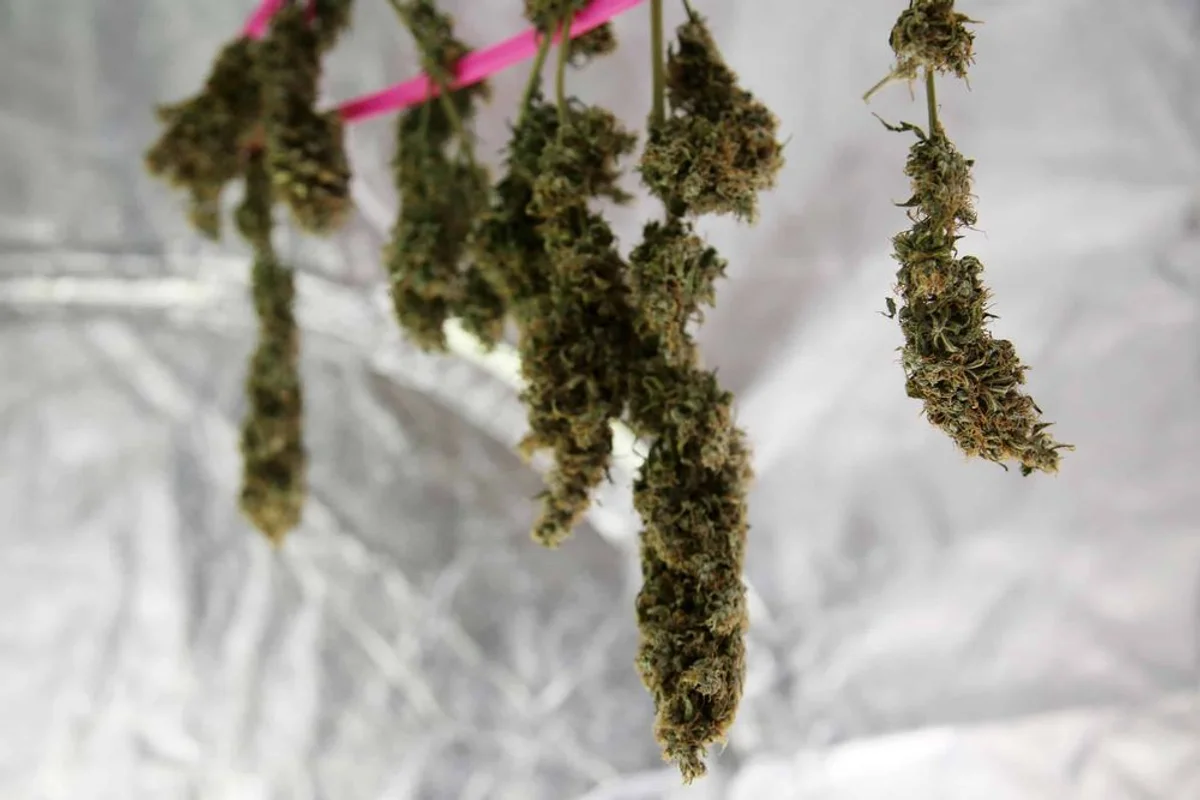 Cannabis Ernte und Trocknung