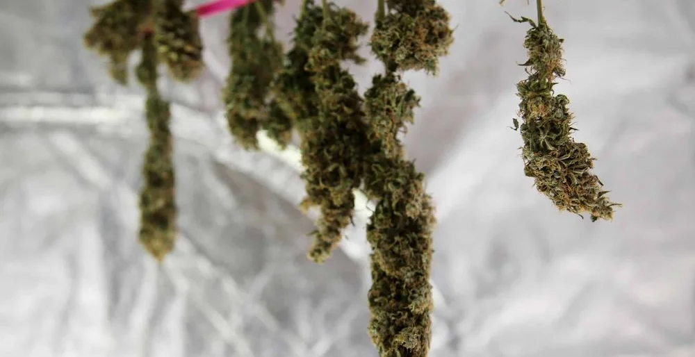 Cannabis Ernte und Trocknung
