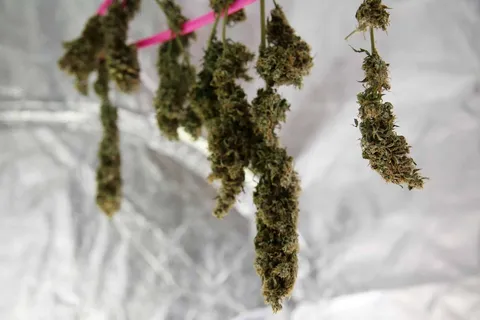 Cannabis Ernte und Trocknung