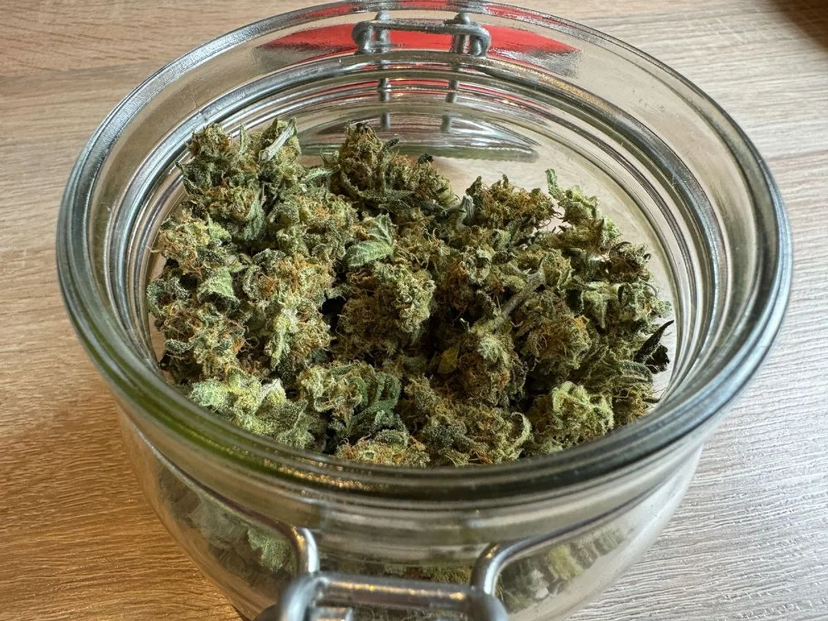 Cannabis-Fermentation