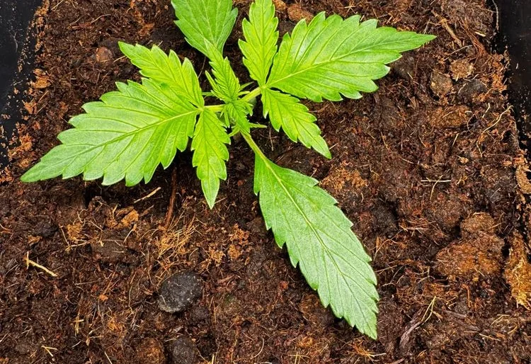 Cannabis Sämling