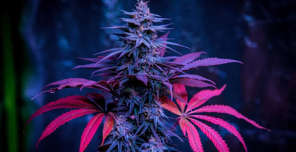 Cannabis Sorten