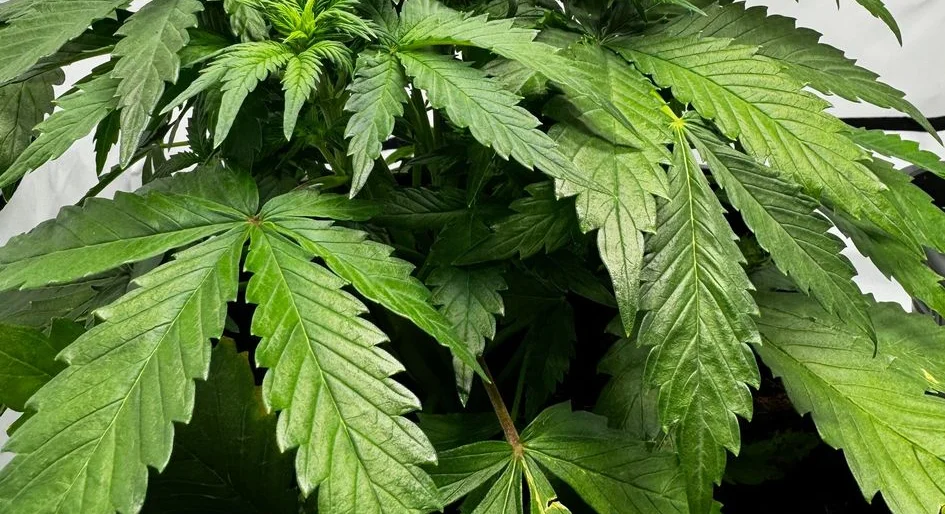 Cannabis Sorten