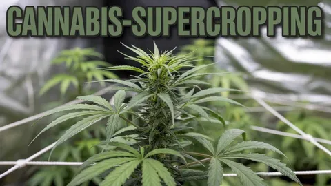 Cannabis-Supercropping