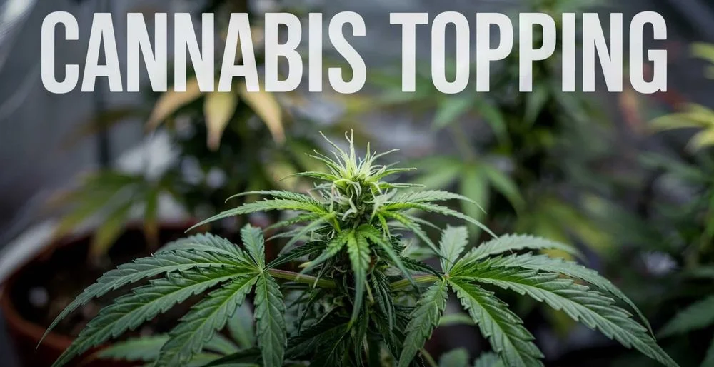 Cannabis Topping