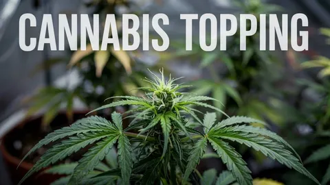 Cannabis Topping