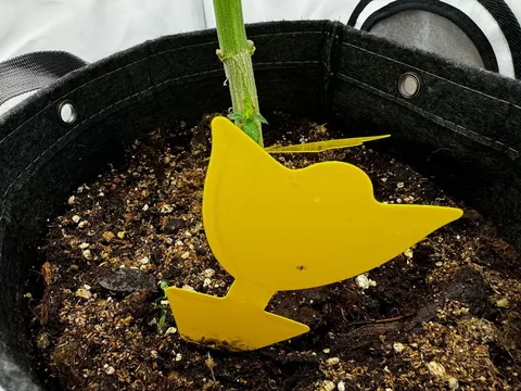 Cannabis Trauermücken