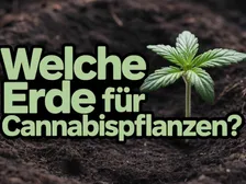 Erde für Cannabispflanzen