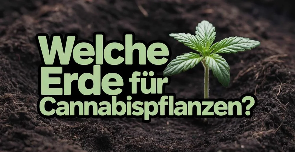 Erde für Cannabispflanzen