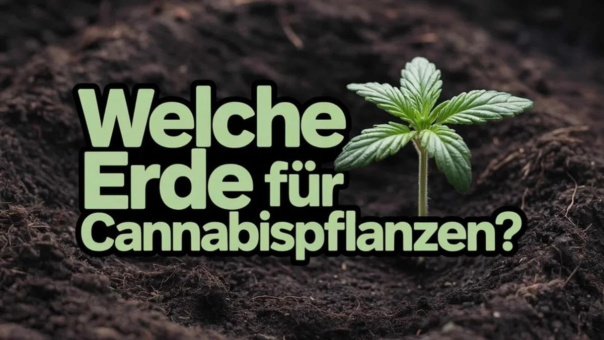 Erde für Cannabispflanzen