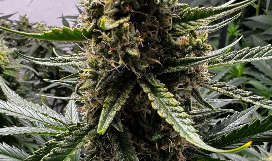 Gelato Auto von Fast Buds