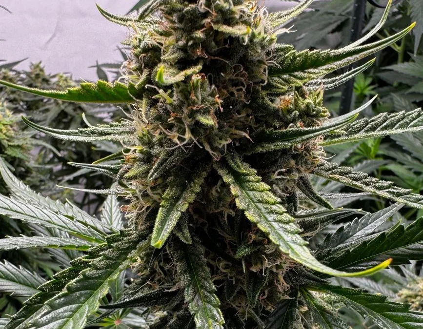 Gelato Auto von Fast Buds