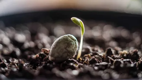 Keimung von Cannabis Samen