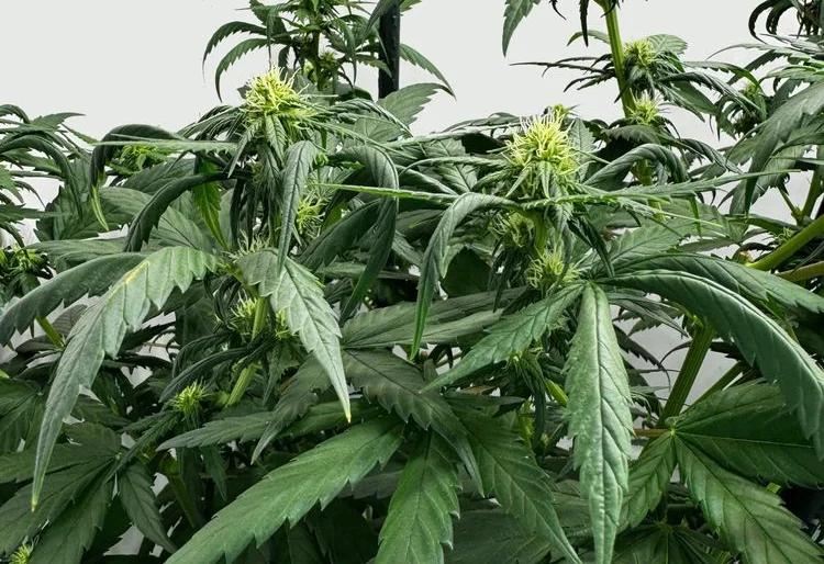Lemon Haze