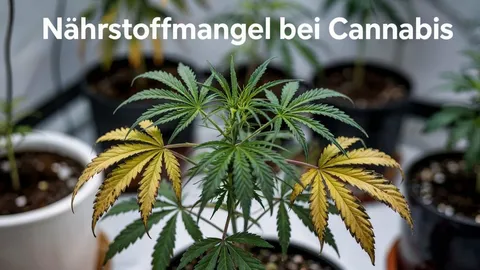 Nährstoffmangel bei Cannabis