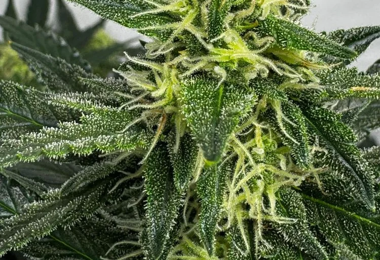 Northern Lights Automatic Blütephase