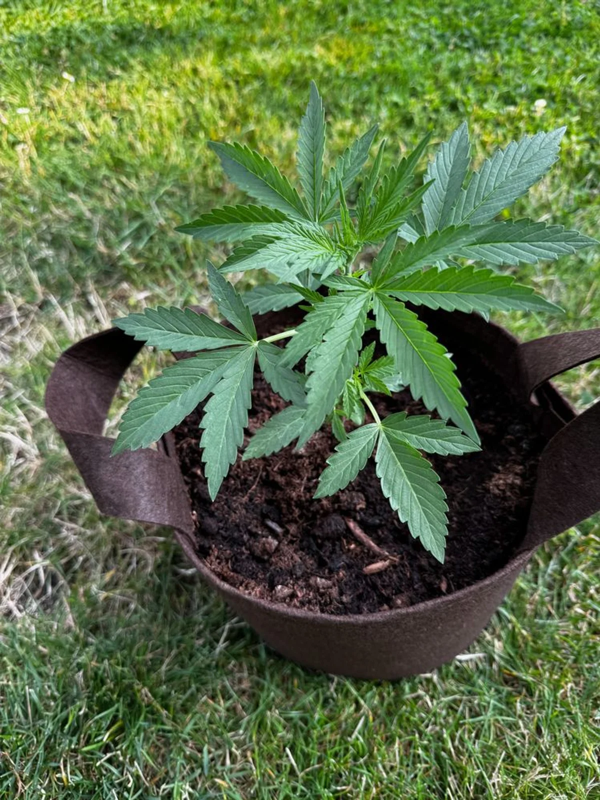 Runtz F1-Hybrid Automatic