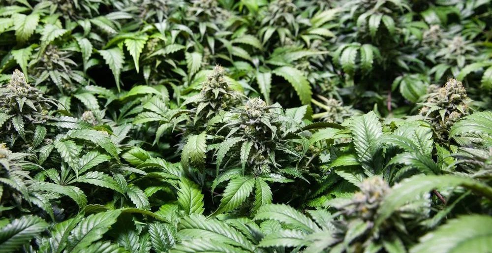 Sea of Green (SOG)