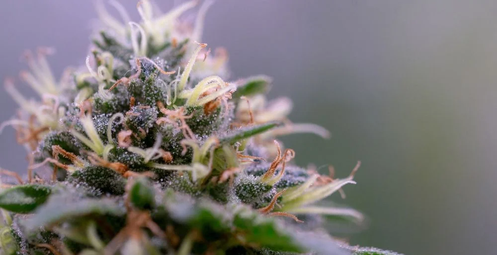 White Widow