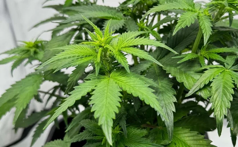 White Widow Automatic