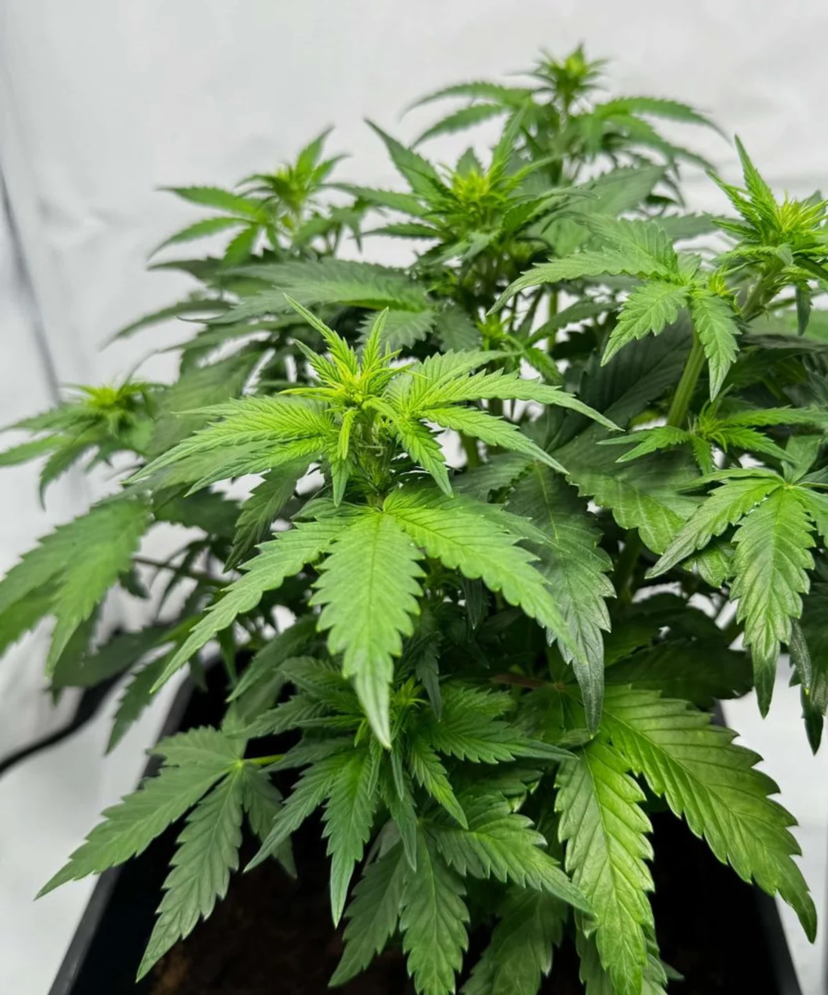 White Widow Automatic