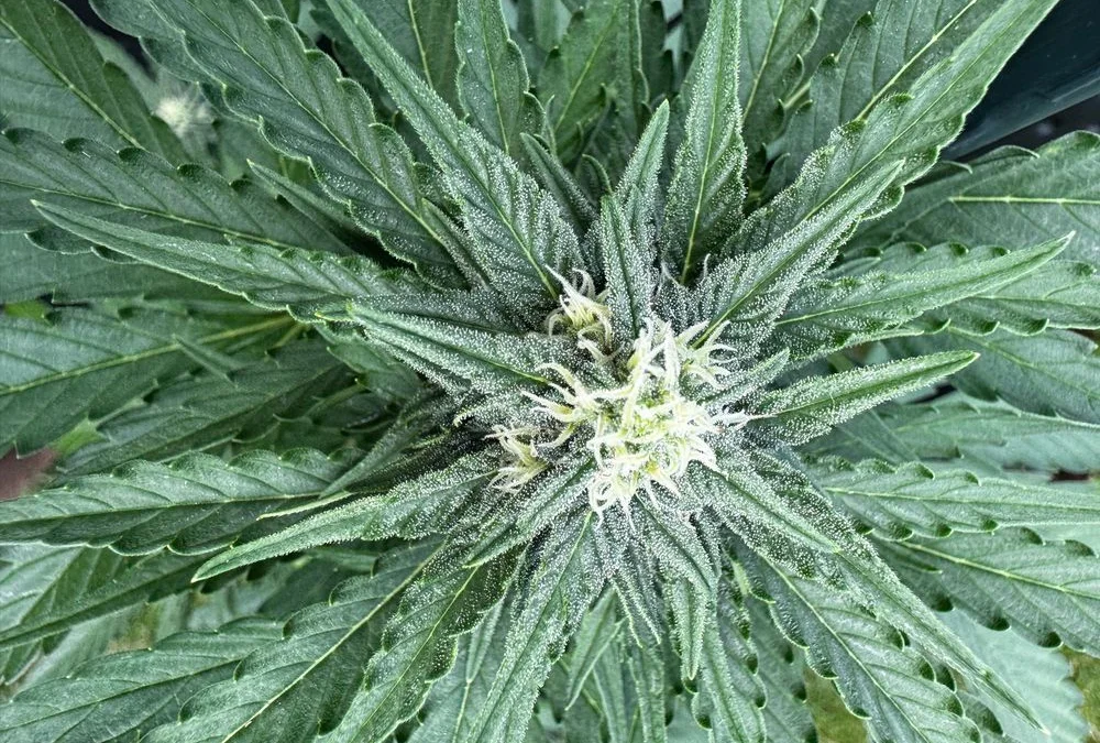 White Widow Automatic