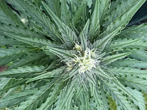 White Widow Automatic