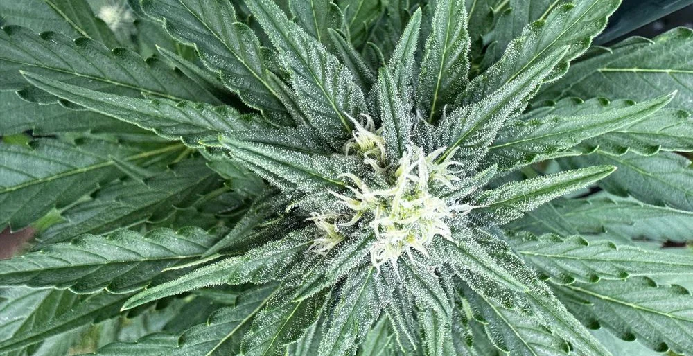 White Widow Automatic