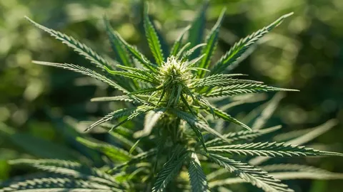CBD Skunk Haze