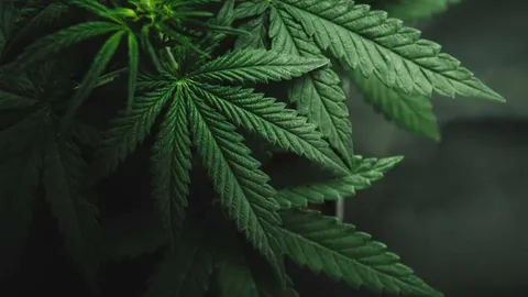 Cannabis