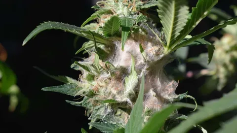 Cannabis Bud Rot