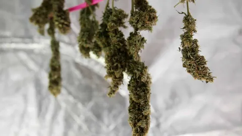 Cannabis Ernte und Trocknung