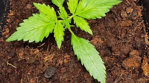 Cannabis Sämling