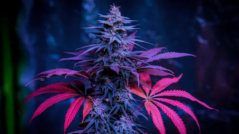 Cannabis Sorten