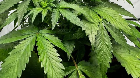 Cannabis Sorten