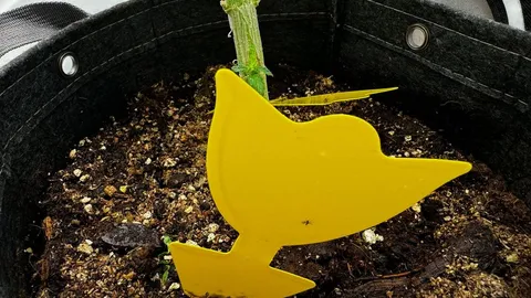 Cannabis Trauermücken