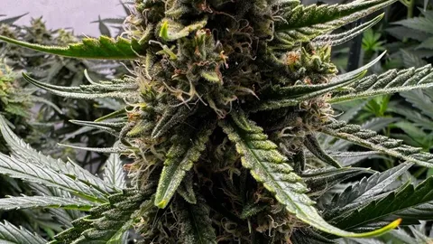 Gelato Auto von Fast Buds