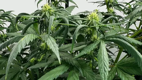 Lemon Haze