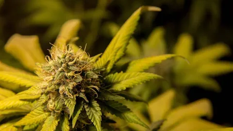 Northern Lights
