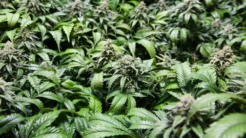 Sea of Green (SOG)
