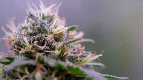 White Widow