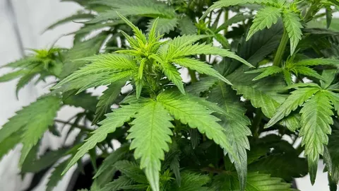 White Widow Automatic