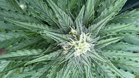 White Widow Automatic