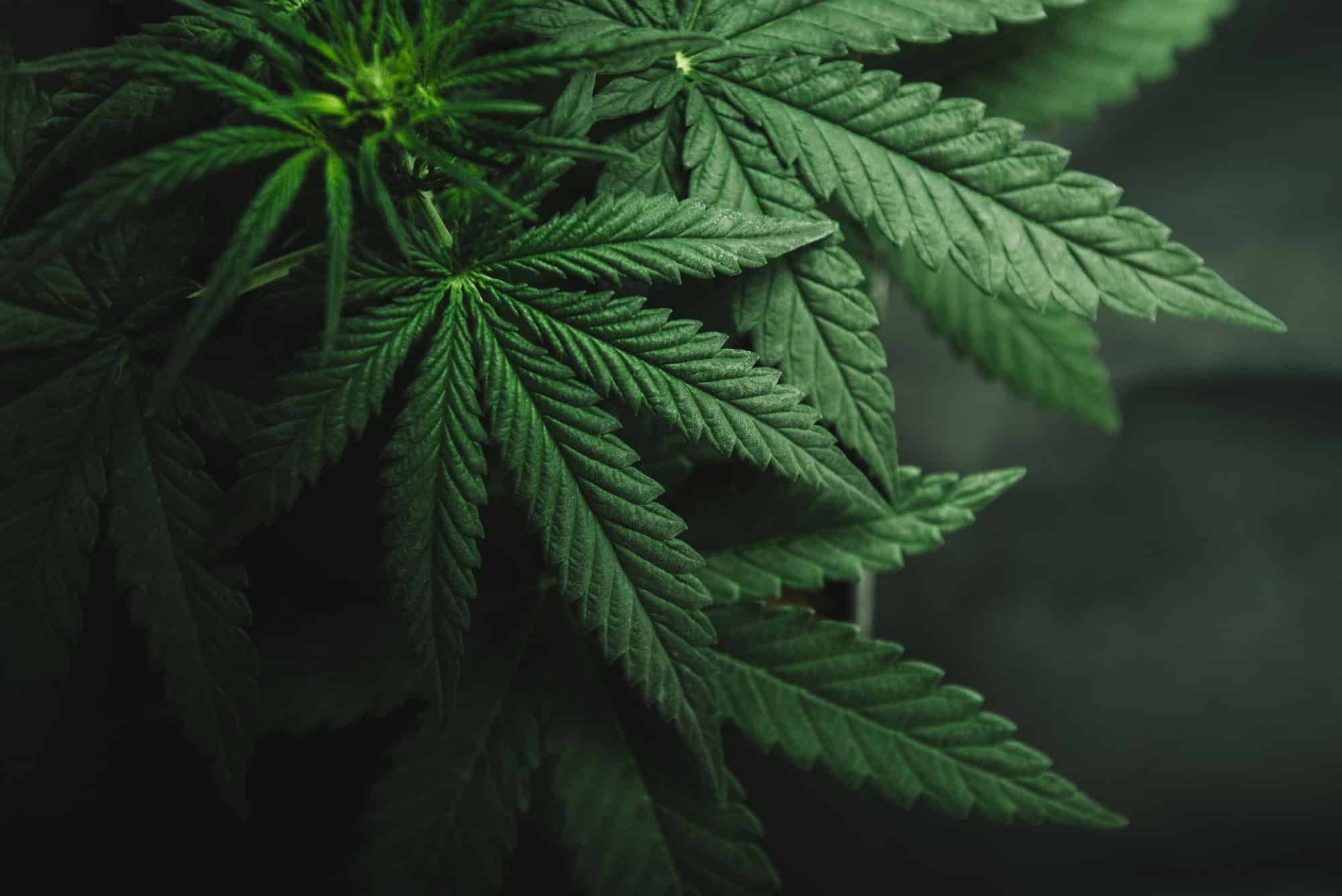Cannabis
