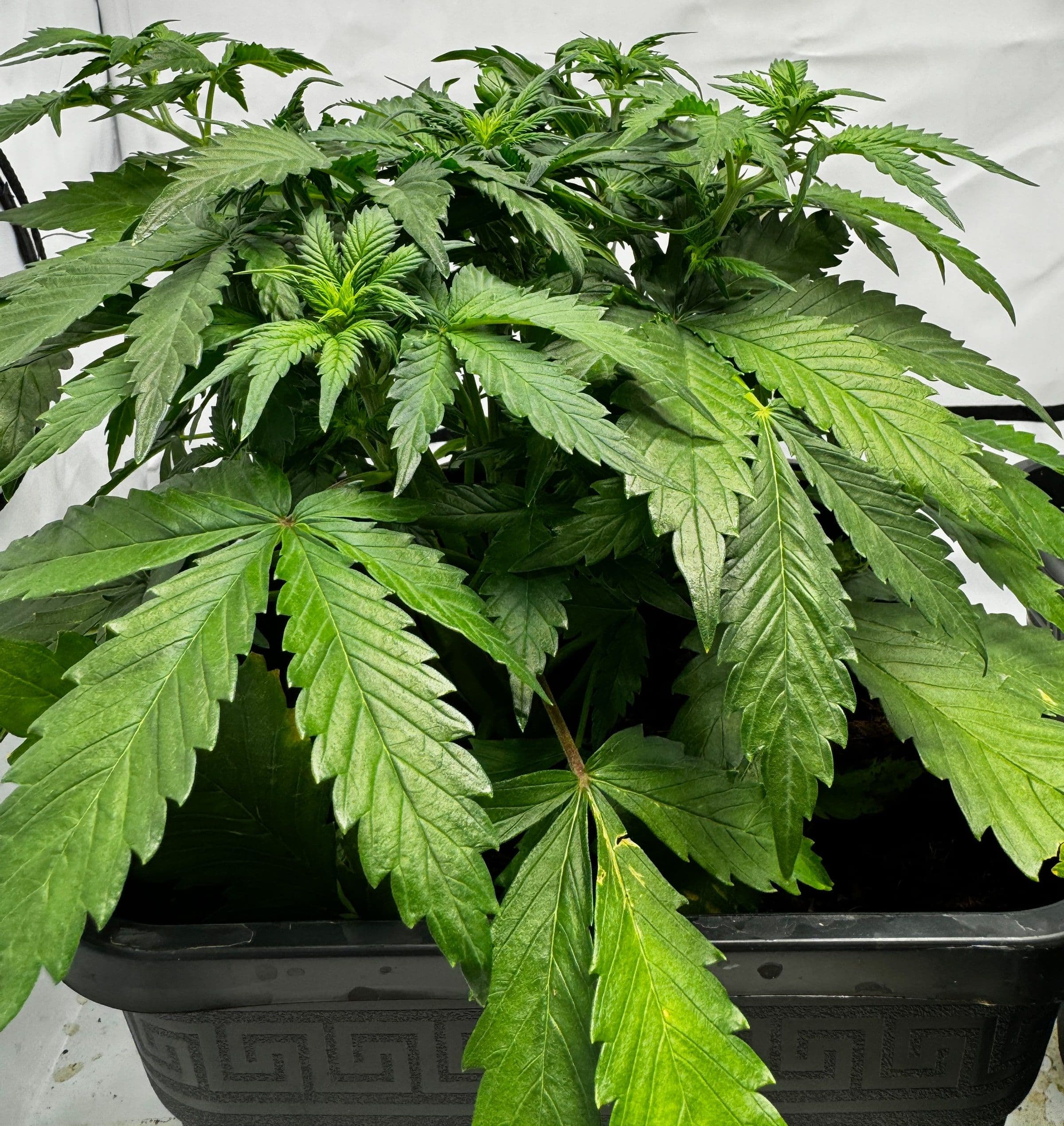 Cannabis Sorten