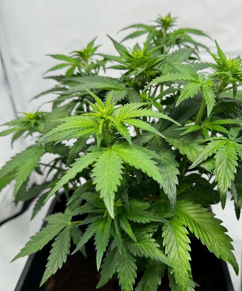 White Widow Automatic